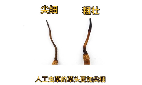 人工蟲草和野生蟲草如何分辨？人工冬蟲夏草怎么鑒別