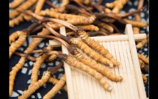 哪個(gè)產(chǎn)地的冬蟲夏草好？