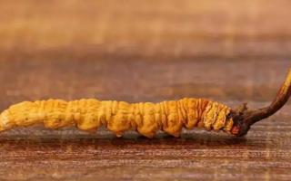 冬蟲夏草越大營(yíng)養(yǎng)越好嗎？