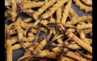 鮮冬蟲(chóng)夏草和干蟲(chóng)草，怎么選擇？