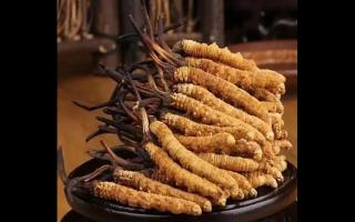 如何保留新鮮冬蟲夏草的營養(yǎng)成分？