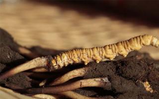 冬蟲夏草是如何形成的？