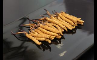 為什么斷的冬蟲夏草會有洞？