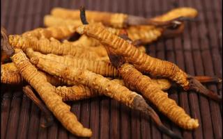 冬蟲夏草是如何形成的？