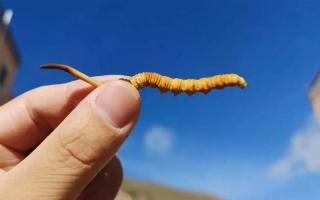 冬蟲(chóng)夏草與蛹蟲(chóng)草有何不同？