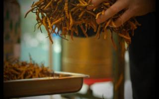 什么是冬蟲夏草？冬蟲夏草的產(chǎn)地以及產(chǎn)量！