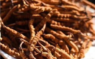 冬蟲(chóng)夏草鑒別：有買到人工種植草嗎？