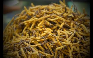 揭秘假冒冬蟲(chóng)夏草與鑒別方法！