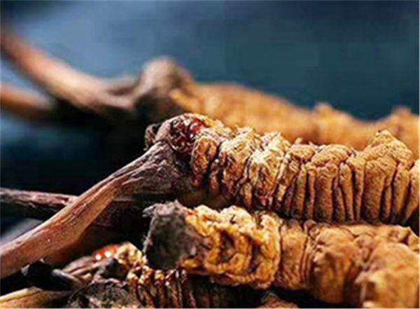 冬蟲夏草什么樣的最好？高海拔的冬蟲夏草品質(zhì)會更好