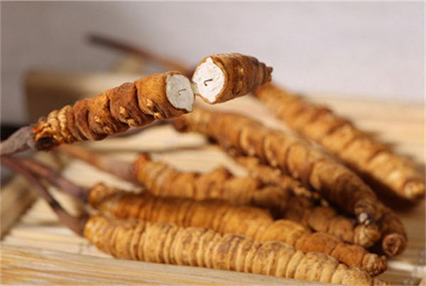 冬蟲夏草怎么食用？冬蟲夏草的食用指南