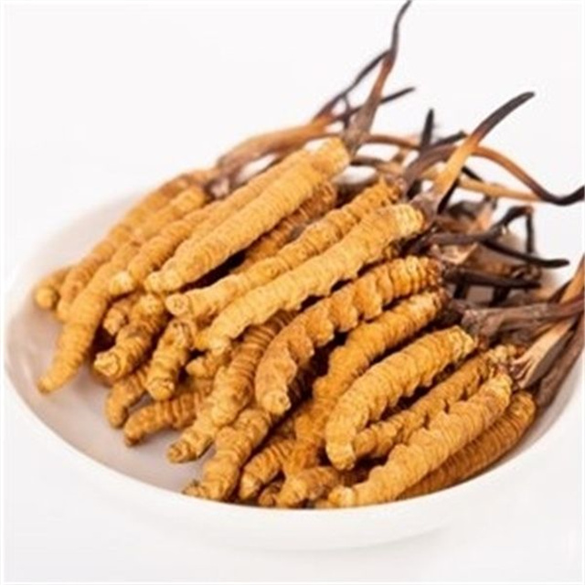 真的冬蟲夏草什么價格？冬蟲夏草價格的波動與市場影響因素