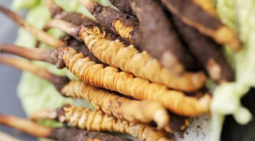 <a href=http://m.zhylvs.com/xinxian/ target=_blank class=infotextkey>鮮冬蟲(chóng)夏草</a>功效與食用方法詳解