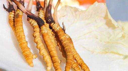 <a href=http://m.zhylvs.com/xinxian/ target=_blank class=infotextkey>新<a href=http://m.zhylvs.com/xinxian/ target=_blank class=infotextkey>鮮冬蟲夏草</a></a>煮飯：滋養(yǎng)身心的雪域珍饈