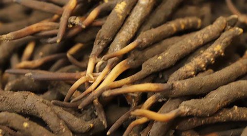 <a href=http://m.zhylvs.com/xinxian/ target=_blank class=infotextkey>新<a href=http://m.zhylvs.com/xinxian/ target=_blank class=infotextkey>鮮冬蟲夏草</a></a>品質(zhì)