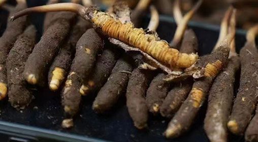 <a href=http://m.zhylvs.com/xinxian/ target=_blank class=infotextkey>新<a href=http://m.zhylvs.com/xinxian/ target=_blank class=infotextkey>鮮冬蟲夏草</a></a>發(fā)貨 