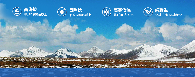 為什么說(shuō)西藏那曲的冬蟲(chóng)夏草，是品質(zhì)最好的蟲(chóng)草！