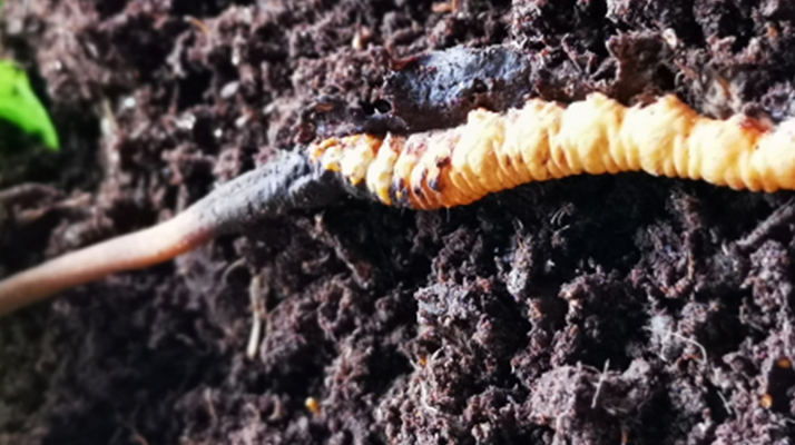 <a href=http://m.zhylvs.com/xinxian/ target=_blank class=infotextkey>新<a href=http://m.zhylvs.com/xinxian/ target=_blank class=infotextkey>鮮冬蟲夏草價格</a></a>解析