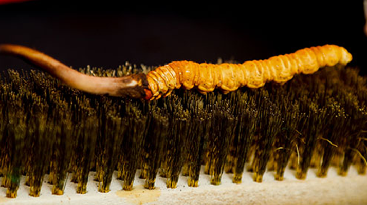 鮮冬蟲夏草什么口感最好？探尋舌尖上的滋補(bǔ)美味? ? ? ?