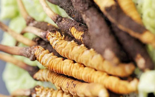 鮮蟲草一根多少錢？多因素交織下的價格剖析