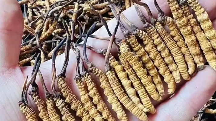 一克一根<a href=http://m.zhylvs.com/jiage/ target=_blank class=infotextkey>冬蟲夏草的價格</a>探秘