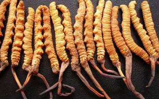 新鮮冬蟲夏草的功效與作用：活性保留更完整，解鎖天然滋補(bǔ)新價值