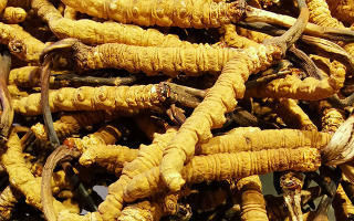 冬蟲夏草這樣燉，營養(yǎng)不流失還更滋補