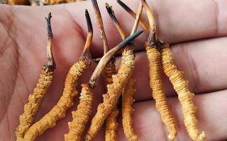 冬蟲(chóng)夏草頭期凍干蟲(chóng)草：解鎖滋補(bǔ)新方式，這些優(yōu)勢(shì)你該知道-西藏那曲蟲(chóng)草網(wǎng)