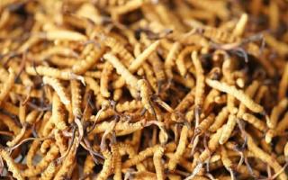 四級冬蟲夏草一克多少根？根數(shù)背后的等級與價值邏輯