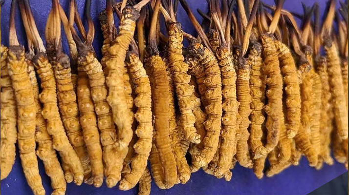 挖了三十年蟲(chóng)草，這些采摘的苦，沒(méi)經(jīng)歷過(guò)的人真不懂