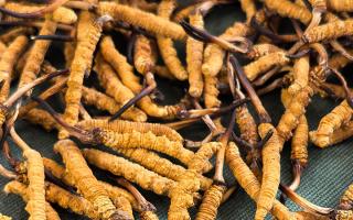 燉了二十年蟲(chóng)草湯，這口感我太熟了，跟你細(xì)細(xì)說(shuō)