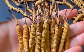 深耕蟲草 15 年：2025 年行情揭秘，高價(jià)背后藏著這些門道