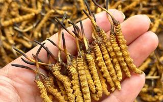 東強(qiáng)堂科普：冬蟲夏草保存期多久？源頭品牌教你科學(xué)鎖鮮