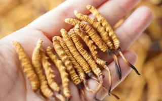 東強堂科普：3克冬蟲夏草是幾根？那曲源頭品牌教你精準換算