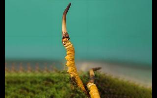  雪山冬蟲(chóng)夏草的生長(zhǎng)周期是多久？-西藏那曲蟲(chóng)草網(wǎng)