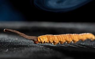 關(guān)于冬蟲(chóng)夏草市場(chǎng)的最新研究報(bào)告有哪些？-西藏那曲蟲(chóng)草網(wǎng)