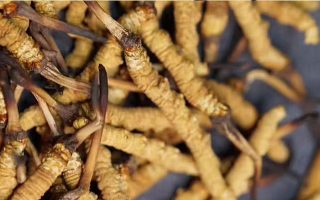 告別定價(jià)混亂！東強(qiáng)堂那曲冬蟲(chóng)夏草統(tǒng)一價(jià)格表，讓滋補(bǔ)消費(fèi)明明白白-西藏那曲蟲(chóng)草網(wǎng)