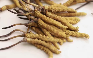 冬蟲(chóng)夏草多少錢(qián)一斤？東強(qiáng)堂揭秘那曲源頭斤價(jià)體系，告別消費(fèi)迷霧-西藏那曲蟲(chóng)草網(wǎng)