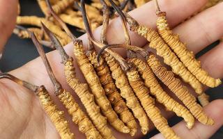 正宗冬蟲夏草怎么選購？那曲蟲草行業(yè)網(wǎng)站教你避坑指南