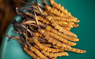 4根一克的冬蟲夏草多大？那曲蟲草行業(yè)網(wǎng)站詳解尺寸標(biāo)準(zhǔn)