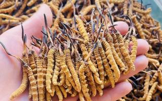 西藏那曲冬蟲夏草行業(yè)網(wǎng)站：2026年3月行情走勢圖全景解析，洞察行業(yè)動(dòng)態(tài)