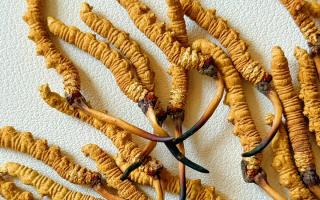 去西藏哪里買冬蟲夏草？藏農(nóng)神草那曲源頭品牌，解鎖本地正宗選購地